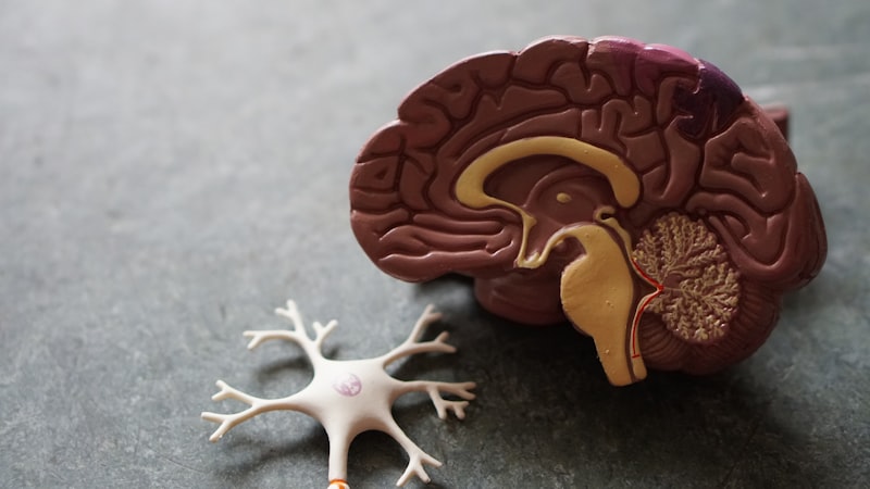 Keto et TDAH : ce que dit la science sur la relation entre cétones, dopamine et focus (guide complet 2026)