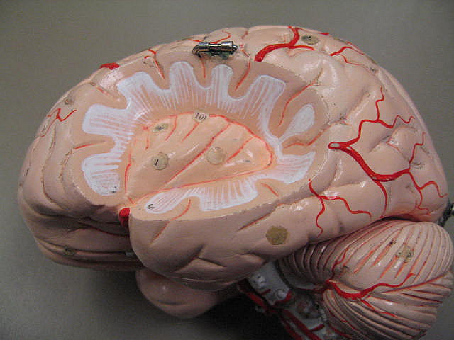 Cétones et BDNF : comment les cétones stimulent la neuroplasticité