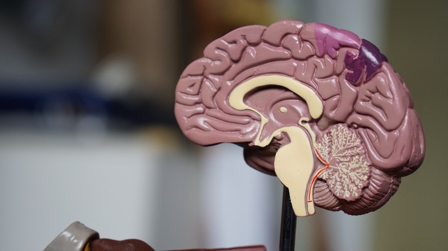 Glucose vs cétones : quel carburant pour le cerveau ?