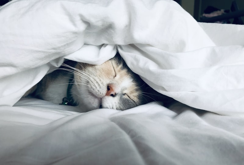 Cortisol et insomnie keto : le guide pour ne plus se réveiller à 3h du matin